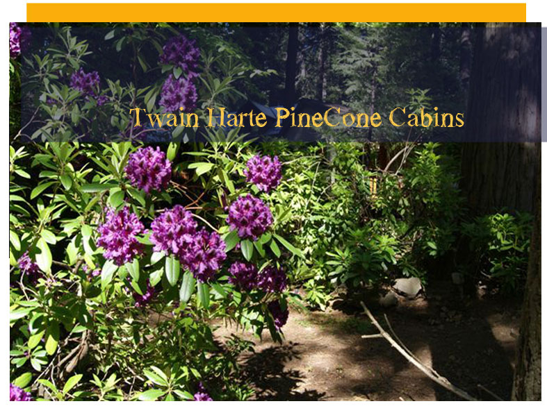 Twain Harte Pinecone Cabins: true Adirondack pleasures in the Sierras